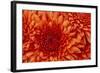 Chrysanthemum-DLILLC-Framed Photographic Print