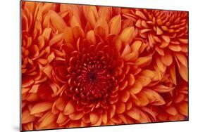 Chrysanthemum-DLILLC-Mounted Photographic Print