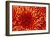 Chrysanthemum-DLILLC-Framed Photographic Print