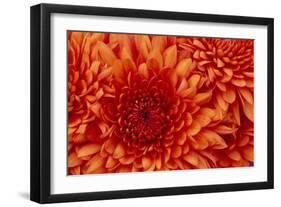 Chrysanthemum-DLILLC-Framed Photographic Print