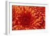 Chrysanthemum-DLILLC-Framed Photographic Print