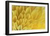 Chrysanthemum-DLILLC-Framed Photographic Print