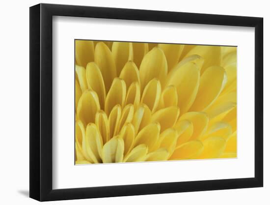 Chrysanthemum-DLILLC-Framed Photographic Print