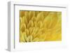 Chrysanthemum-DLILLC-Framed Photographic Print