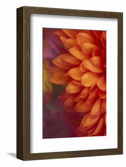 Chrysanthemum-DLILLC-Framed Photographic Print