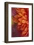 Chrysanthemum-DLILLC-Framed Photographic Print