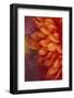 Chrysanthemum-DLILLC-Framed Photographic Print