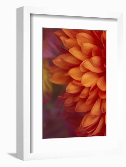 Chrysanthemum-DLILLC-Framed Photographic Print