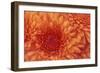 Chrysanthemum-DLILLC-Framed Photographic Print