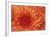 Chrysanthemum-DLILLC-Framed Photographic Print