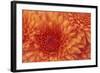 Chrysanthemum-DLILLC-Framed Photographic Print
