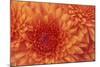 Chrysanthemum-DLILLC-Mounted Photographic Print