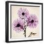 Chrysanthemum-Albert Koetsier-Framed Photographic Print