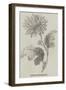 Chrysanthemum-null-Framed Giclee Print