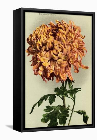 Chrysanthemum-null-Framed Stretched Canvas