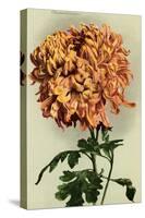 Chrysanthemum-null-Stretched Canvas