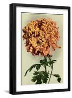 Chrysanthemum-null-Framed Art Print