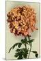 Chrysanthemum-null-Mounted Art Print