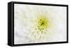 Chrysanthemum.-amnachphoto-Framed Stretched Canvas