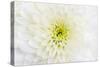 Chrysanthemum.-amnachphoto-Stretched Canvas