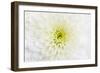 Chrysanthemum.-amnachphoto-Framed Art Print