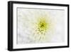 Chrysanthemum.-amnachphoto-Framed Art Print