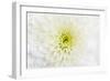 Chrysanthemum.-amnachphoto-Framed Art Print