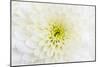 Chrysanthemum.-amnachphoto-Mounted Art Print