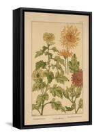 Chrysanthemum-null-Framed Stretched Canvas