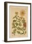 Chrysanthemum-null-Framed Giclee Print