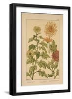 Chrysanthemum-null-Framed Giclee Print