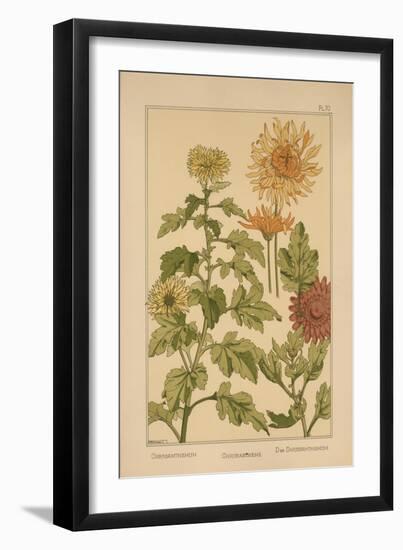 Chrysanthemum-null-Framed Giclee Print