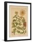 Chrysanthemum-null-Framed Giclee Print