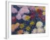 Chrysanthemums, 1897-Claude Monet-Framed Giclee Print