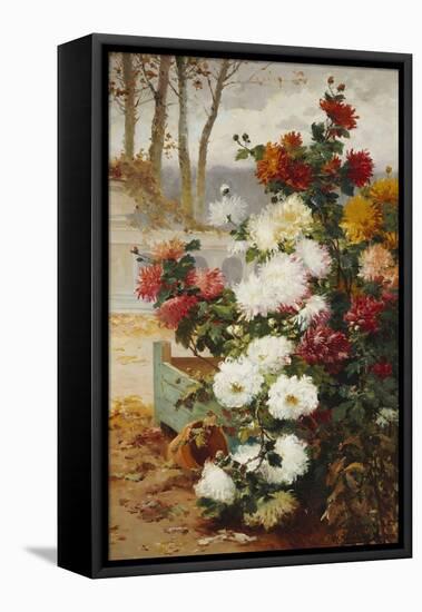 Chrysanthemums in a Walled Garden-Eugene Henri Cauchois-Framed Stretched Canvas