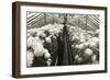 Chrysanthemums in Greenhouse-null-Framed Art Print