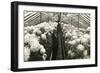 Chrysanthemums in Greenhouse-null-Framed Art Print