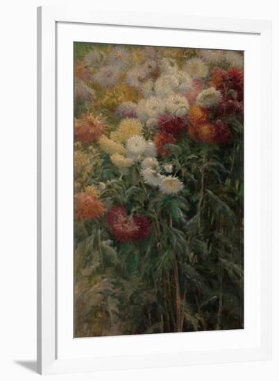 Chrysanthemums in the Garden at Petit-Gennevilliers, 1893-Gustave Caillebotte-Framed Giclee Print