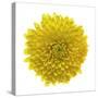 Chrysanthemums or Mums on a white background-Panoramic Images-Stretched Canvas