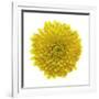 Chrysanthemums or Mums on a white background-Panoramic Images-Framed Photographic Print