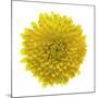 Chrysanthemums or Mums on a white background-Panoramic Images-Mounted Photographic Print