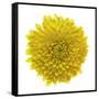 Chrysanthemums or Mums on a white background-Panoramic Images-Framed Stretched Canvas