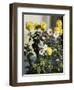 Chrysanthemums-Harald Martin Hansen Holm-Framed Giclee Print