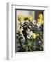 Chrysanthemums-Harald Martin Hansen Holm-Framed Giclee Print