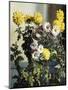 Chrysanthemums-Harald Martin Hansen Holm-Mounted Giclee Print