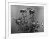 Chrysanthemums-null-Framed Photographic Print