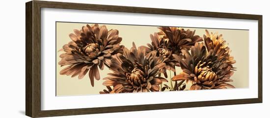 Chrysanthemums-Heidi Westum-Framed Photographic Print