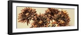 Chrysanthemums-Heidi Westum-Framed Photographic Print