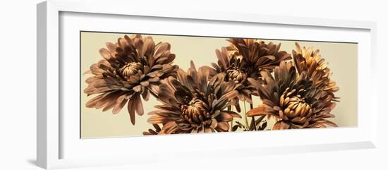 Chrysanthemums-Heidi Westum-Framed Photographic Print