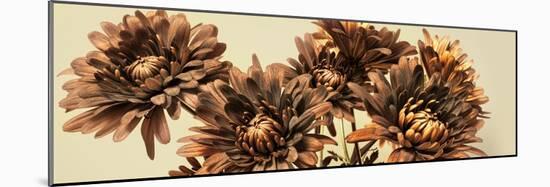 Chrysanthemums-Heidi Westum-Mounted Photographic Print